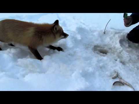 ловля лисы видео ловля лисы видео