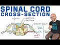 Spinal Cord Cross-Section | Anatomy, Reflex Arc, and Ascending/Descending Tracts