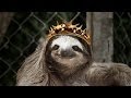 Sloths sing GAME OF THRONES theme