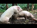 Mating Sow for the first time & this happen #farmlife #pigs #funny