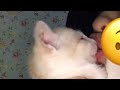 Ciuman Sama kucing 😥 #videosingkat