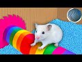 DIY Hamster Maze 🌈 The Best Hamster Challenges!
