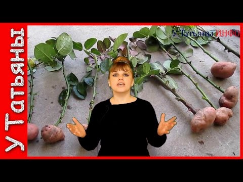 Укоренение черенков роз с картошкой Укоренение черенков роз с картошкой