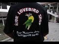 Pasar burung depok - solo bursa love bird - part 2