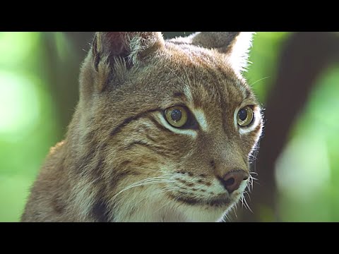 ANIMAL Bande Annonce VF Documentaire 2021 Cyril Dion