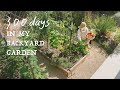 300 Days in my Backyard Garden & Vegetable Harvesting｜Slow Suburb Life