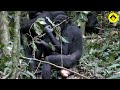 Peaceful wild bonobo society!【Observations of Bonobos #12】