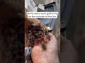 Rescuing Bees from the Bottom of a Trash Bin