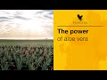 The Power of Aloe Vera |  Forever Living UK & Ireland