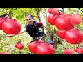 How to Hunt for Ripe Red Fruits in the Deep Forest With My Recipe / Cooking with Ly Thi Cam