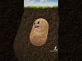 Zion the Spanish potato Part 6 🥔 🤎