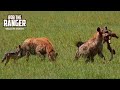 Hyenas With Scraps | Lalashe Maasai Mara Safari