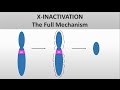 X Inactivation: The full mechanism, the formation of the Barr body, Heterochromatin and euchromatin
