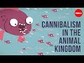 Cannibalism in the animal kingdom - Bill Schutt