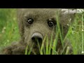 Robotic Spy Bear Goes Fishing With Real Grizzlies. Will He Survive?