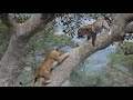 Lion chases Leopard up the tree, Wild Animals Attack
