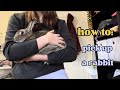 How to Pick Up a Nervous Rabbit