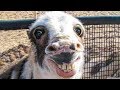 🐑 Funniest Animals 🐼 Try Not To Laugh 😁 Funny Domestic And Wild Animals' Life 2019