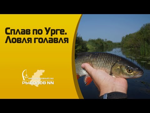 запрет на рыбную ловлю на урге запрет на рыбную ловлю на урге