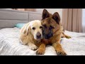 How the Golden Retriever and the German Shepherd Became Best Friends [Compilation]