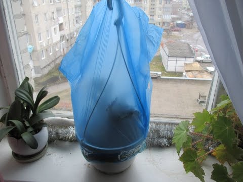 Как вырастить тую из черенками в домашних условиях Как вырастить тую из черенками в домашних условиях
