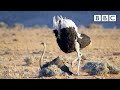 Randy ostrich looking for a mate has MOVES | The Mating Game – BBC