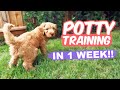 HOW TO: Potty Train Your Puppy FAST!! 🐶 10 week old puppy trained in 1 WEEK!!!