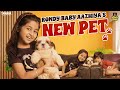 Rowdy Baby Aazhiya's New Pet || @RowdyBabyTamil || Tamada Media