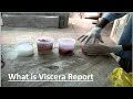 What is Viscera Report ???