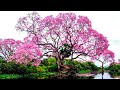 TOP 15 STUNNING and BEAUTIFUL Trees