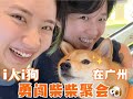 i人i狗勇闖廣州柴犬聚｜中国広州でリア充いっぱいな柴犬オフ会に行ってみました！｜When INFP attended a dog party with our puppy in guangzhou