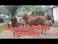 NEW caw beutiful Red Bull caw , relaxing with braman caw ,គោទើបយកមកលោតអេមណាស់