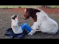 When Animals Are Better Than Humans - Funny Animals And Pets