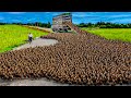 How to Raising Millions of Duck on Rice Field For  Meat - Free range Duck Farming Technique