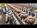 Ostrich Farming - How The Chinese Make $1 Million a Year From Farming?