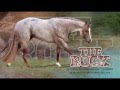 The Rock - AQHA Red Roan Stallion
