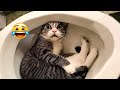Funniest Animals 2024 😂 New Funny Cats and Dogs Videos 😻🐶