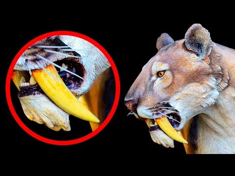 10 Extinct Animals Scientists Are Ready to Bring Back