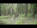 Wildbewegungen in einem norddeutschen Wolfsgebiet (Frühjahr 2024)-  I