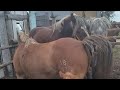 Stallion and a young mare get to know each other ।  Horses meeting