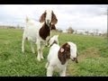 Dozens of baby goats - kids - jumping, yelling and playing | HD footage