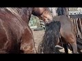 Young mares play with  stallion ।   My Horses meeting first time