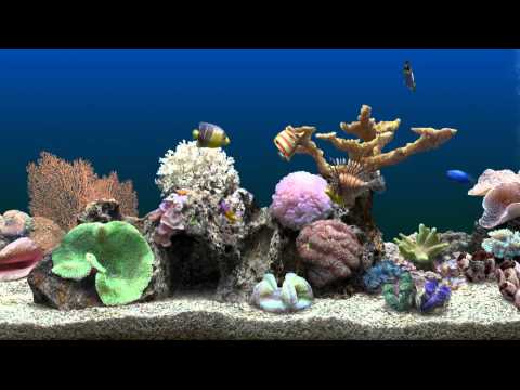 finding nemo virtual aquarium finding nemo virtual aquarium
