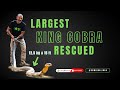 Largest king cobra rescued