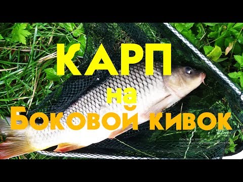 ловля карпа на кивок летом на горох ловля карпа на кивок летом на горох