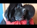 Hugging my dog for too long /Newfoundland dog LEX