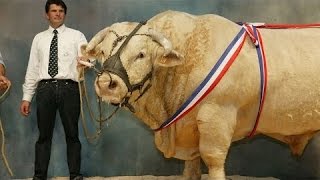 Smart Technology Modern Farming USA Amazing Techniques Sheep, Cow and Bull Breeding Super Charolais