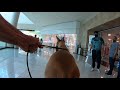 Cash 2.0 Great Dane visits an indoor shopping mall 1