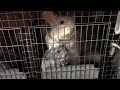 Chinchillas suffer from fur farming in Romania