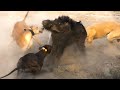 Best Hunting Hog Dogs Sindh - How Dogs Catch The Pig? - Pig Hunting with Dogs 2023